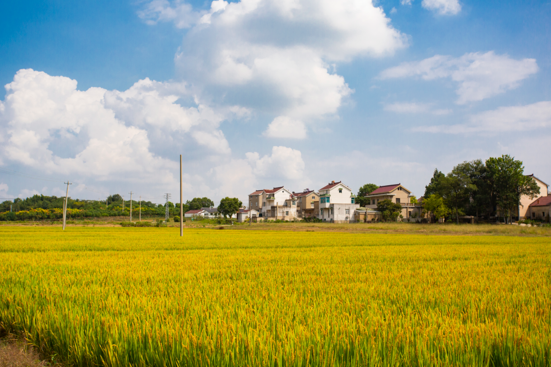 美丽高岗村   金秋稻谷熟 